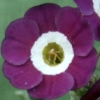 Primula Auricula Taffeta - Abriachan Nurseries